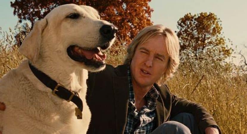 labrador Marley
